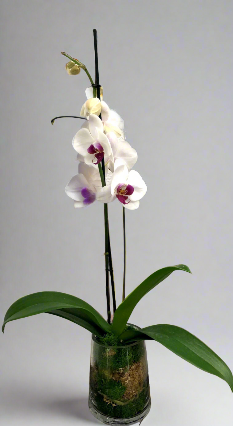 Orchid Plant