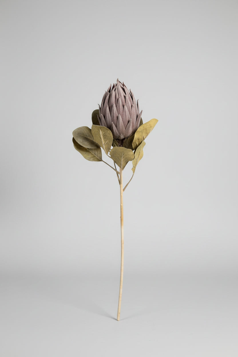 Queen Protea Bud