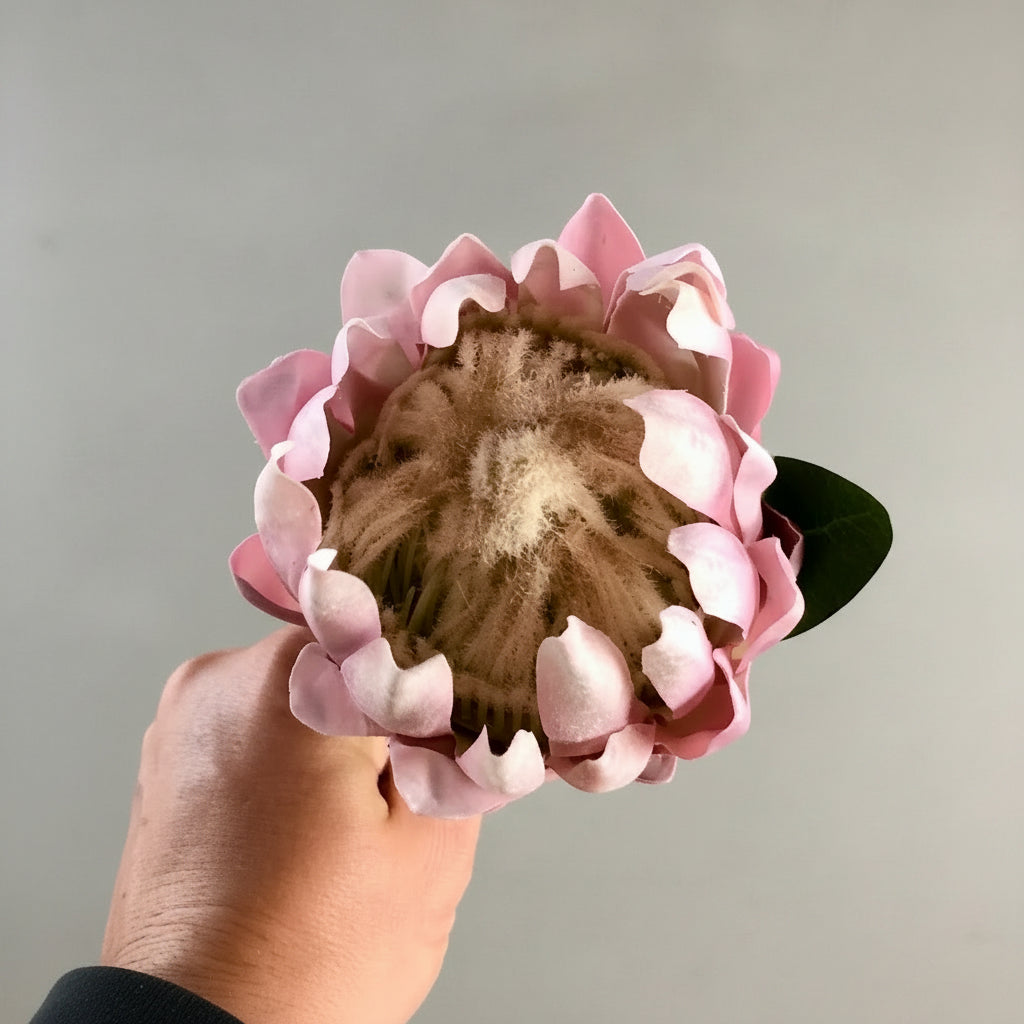 Queen Protea
