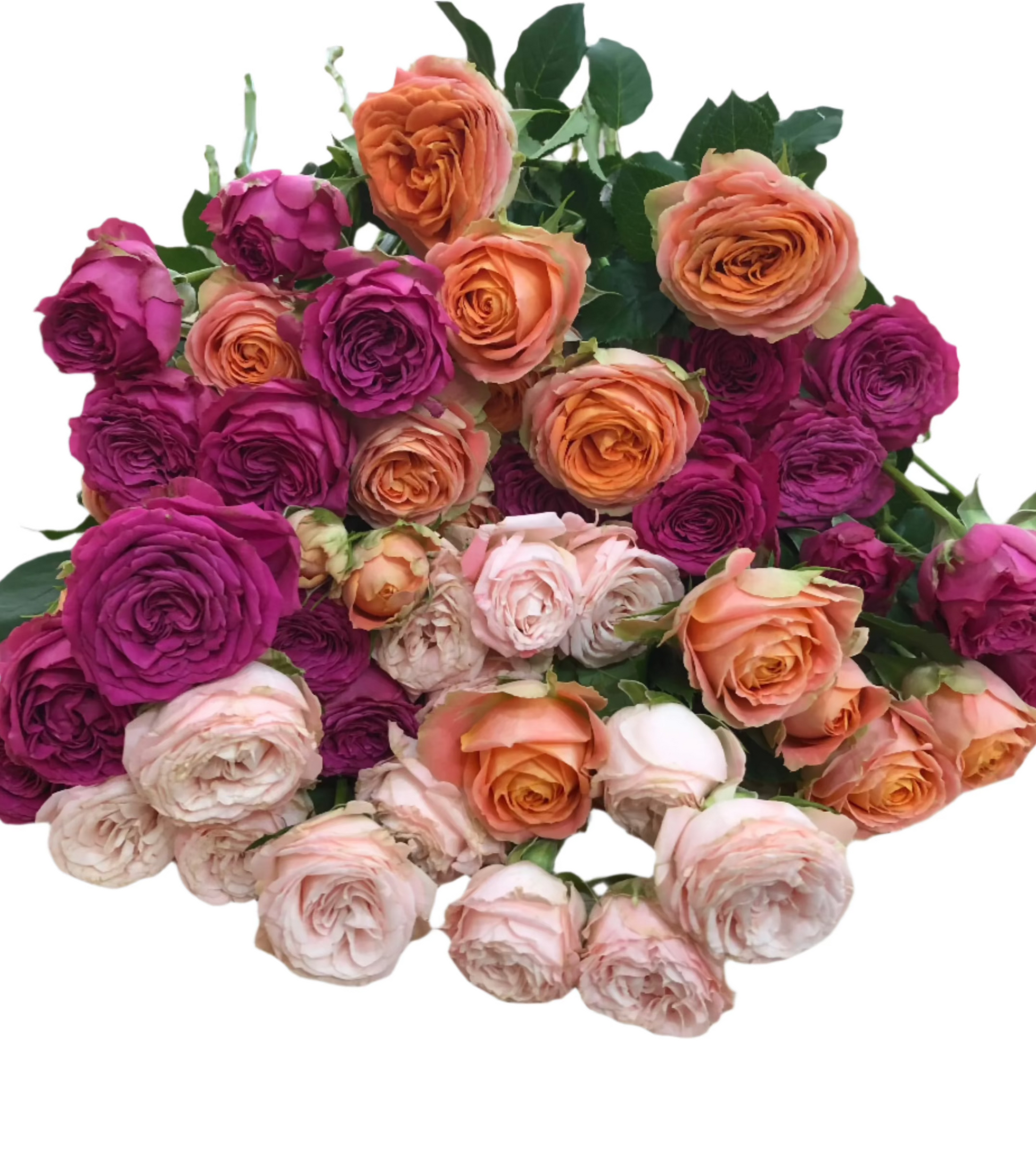 Roses Margaret River