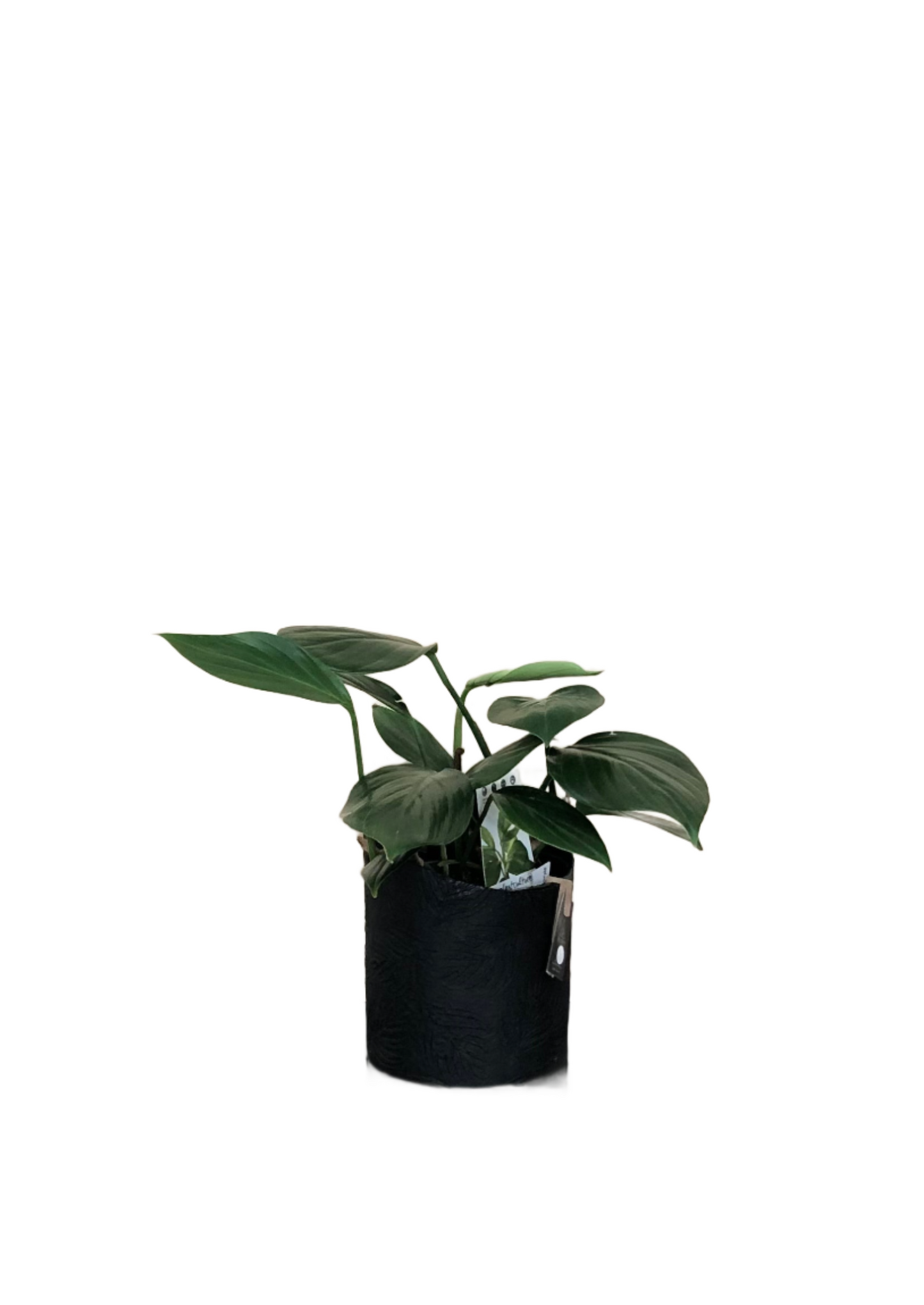 Indoor Plant