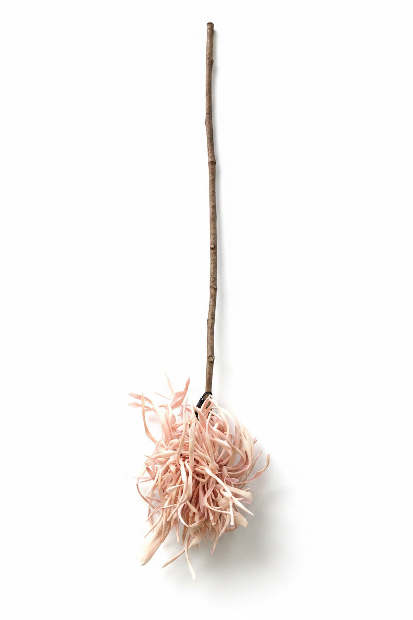 Spider Chrysanthemum