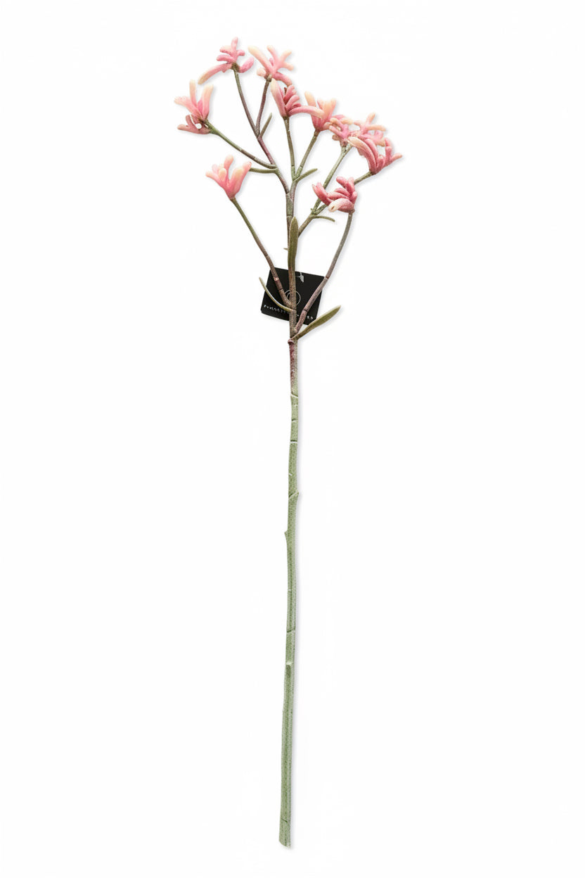 Kangaroo Paw