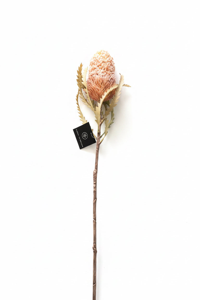 Acorn Banksia cream