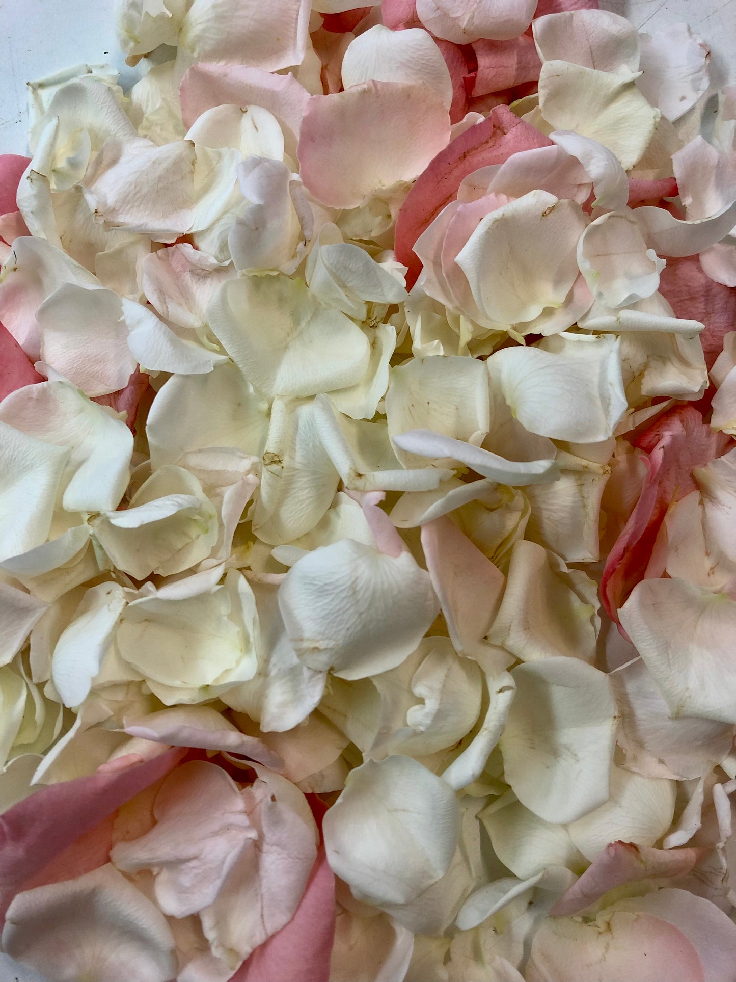 Rose Petals