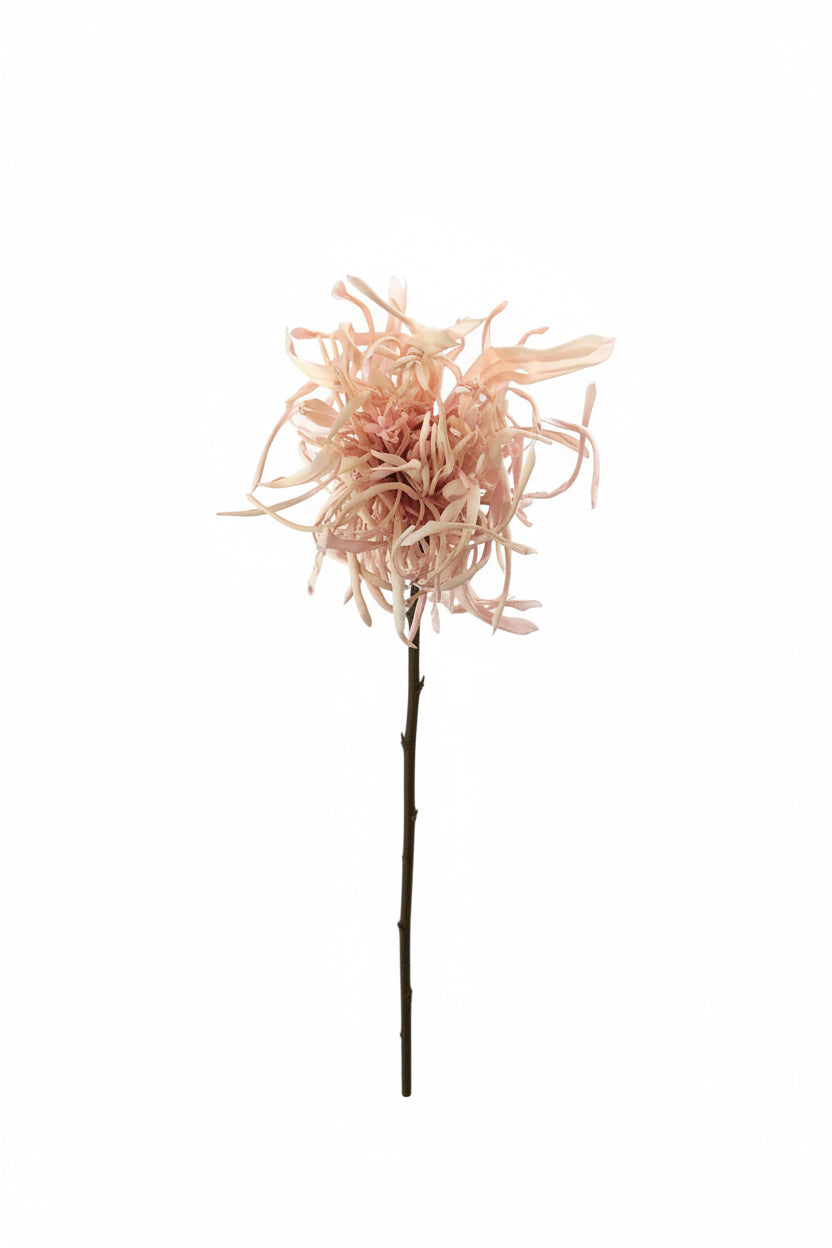Spider Chrysanthemum