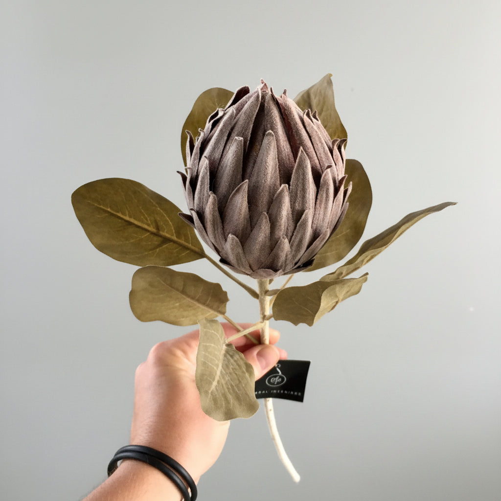 Queen Protea Bud
