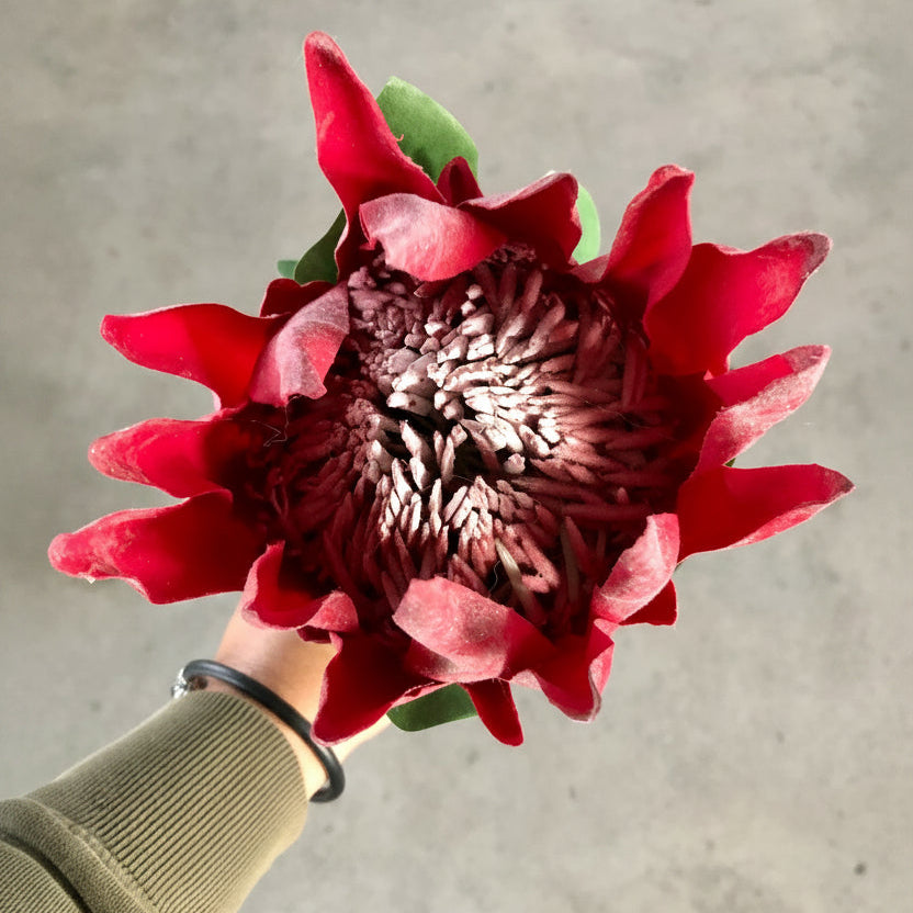 Red flower held by a person against a gray background