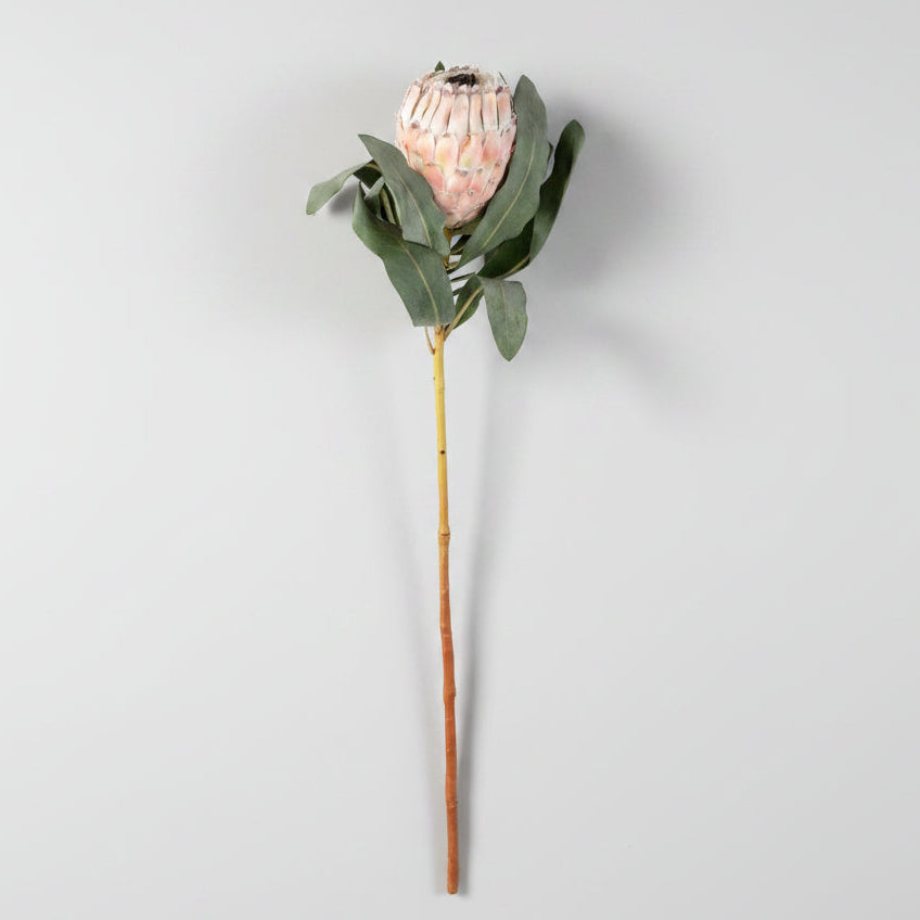 Protea flower with green leaves on a concrete surface