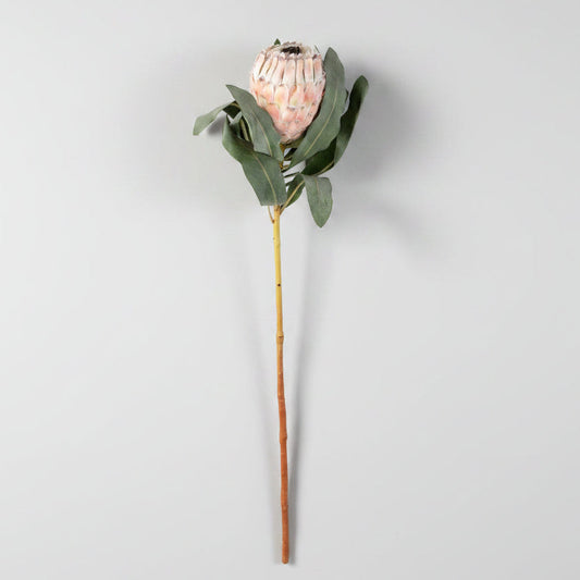 Protea flower with green leaves on a concrete surface