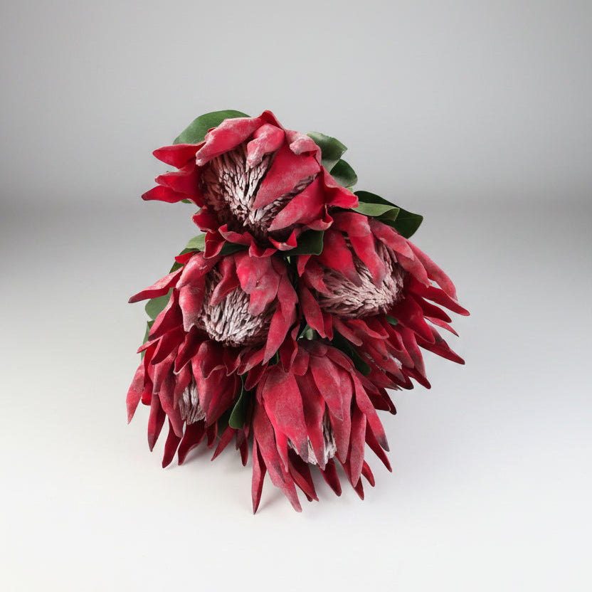 Close-up of three red protea flowers on a light gray background
