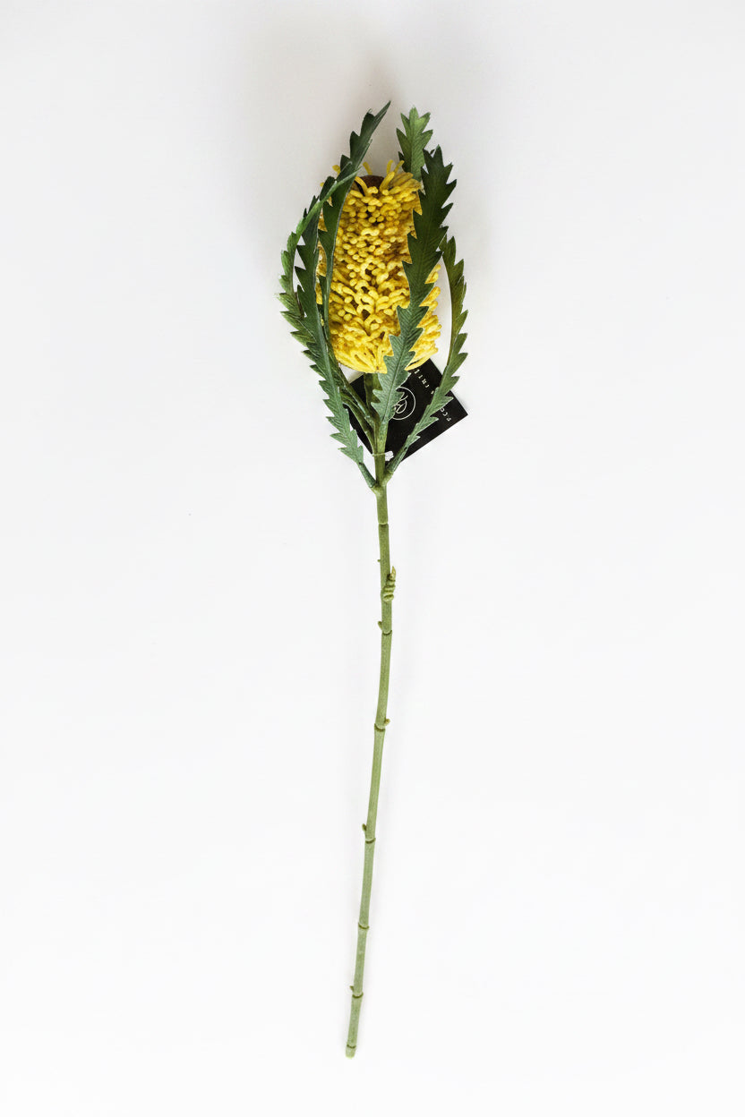 Pencil Banksia