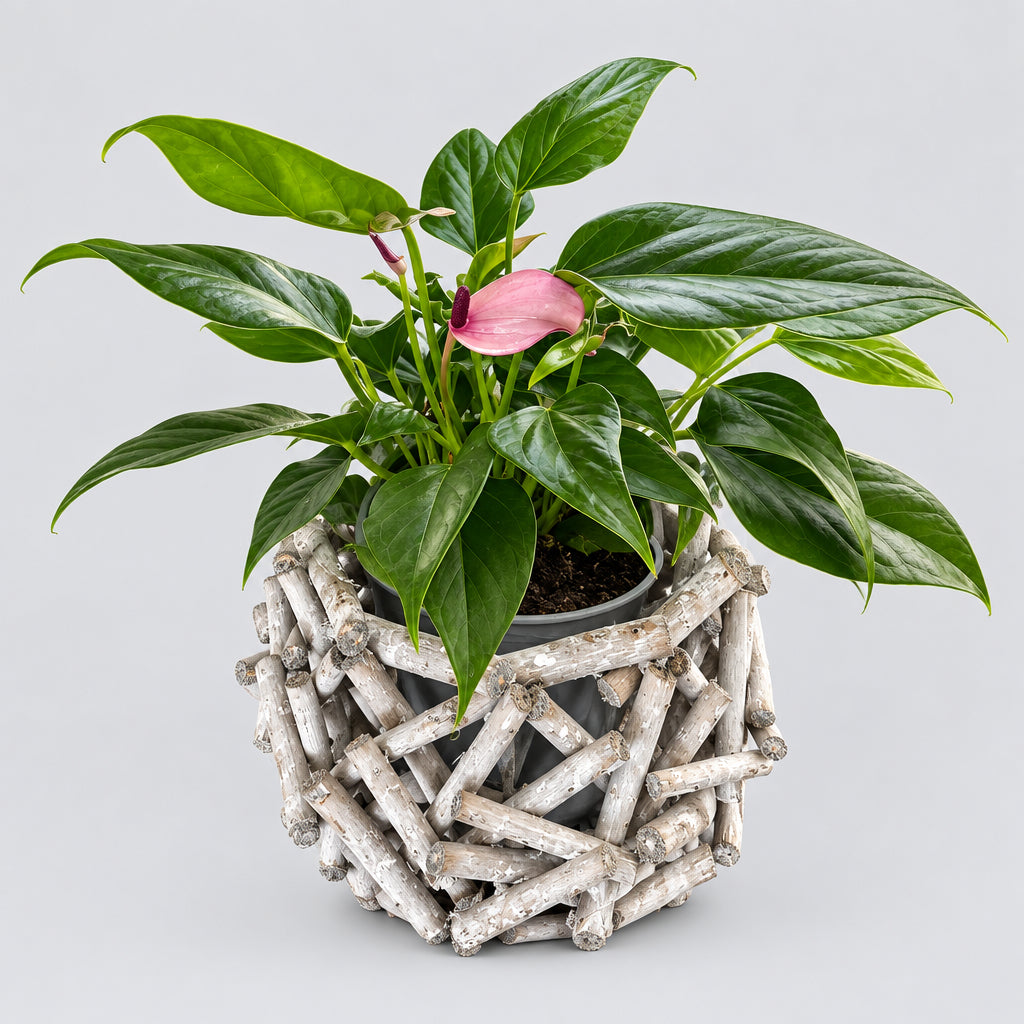 A small potted plant with glossy green leaves and a pink flower, arranged in a clear round planter wrapped with driftwood, sitting on a dark wooden table near a window with sheer curtains.
